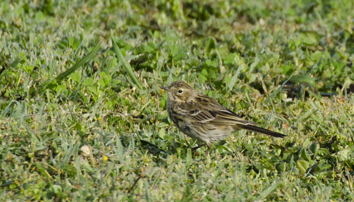 Motacillidae da determinare